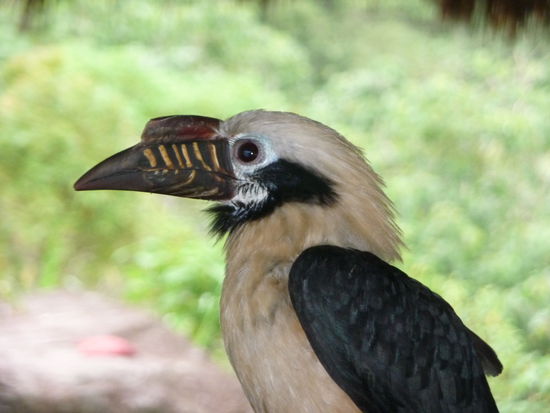 Wir wissen nicht, wie der Vogel heißt, aber wir sind uns ziemlich sicher: er selbst weiß es auch nicht 