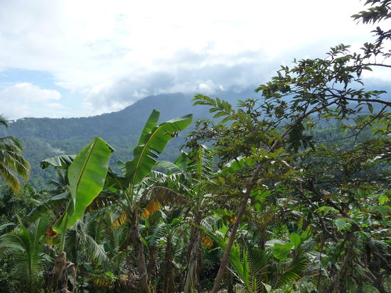 Bananen und sonstiges Gedöns, dies sich in dem tropisch feucht heißen Klima offensichtlich wohler fühlen als wir...