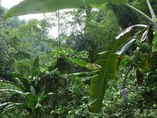 Bananenstaude...alla U. R.