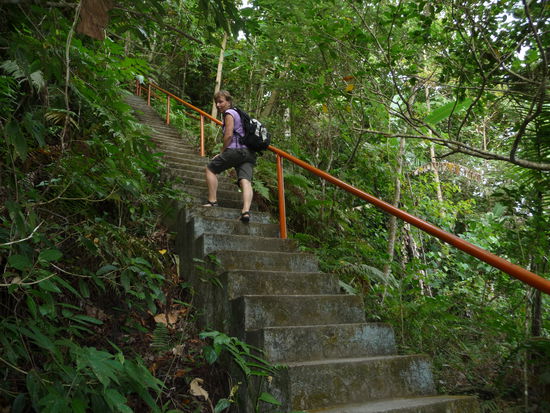 Sage und schreibe 335 Stufen führen zum Wasserfall hinab - und diese geht es auf dem Rückweg natürlich auch wieder bergauf - Allerdings durch einen phantastischen Bergregenwald.