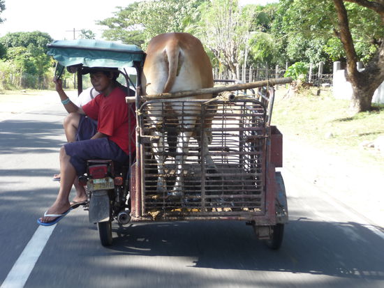 Bereits die Fahrt zum Markt ist vielversprechend!