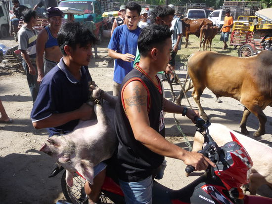 Die ersten Einkäufe sind erledigt - Schwein gehabt 