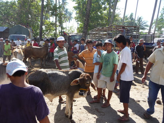 Diese hübsche Kuh ist für knapp 100€ zu haben. Aber wohin damit?