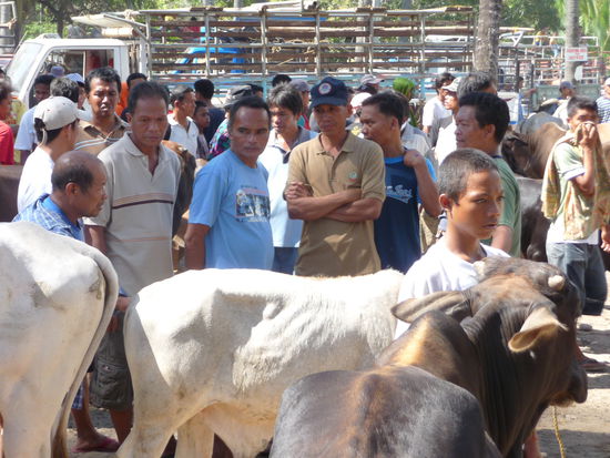Viel dran ist an dem Tier ja nicht - vielleicht drückt das den Preis?