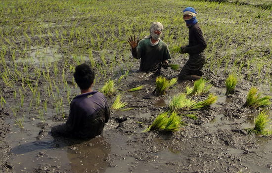 Diese Jungs hier setzen gerade Stecklinge. Sie freuen sich sehr, daß wir sie fotographisch festhalten und und auch sie wünschen uns mehrfach fröhlich "Happy New Year".