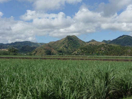 Ausblick während der Fahrt auf Zuckerrohrfelder