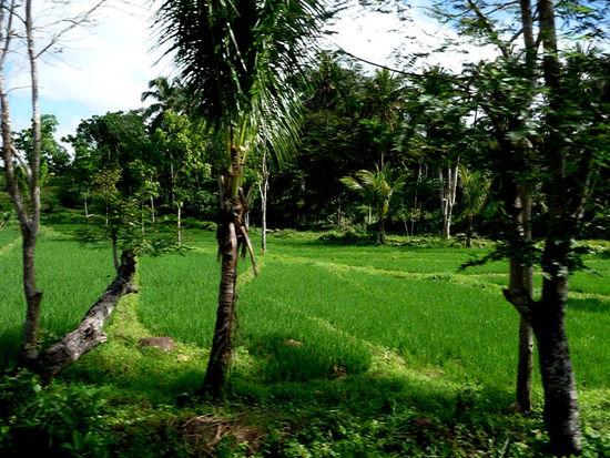 Reise durch den Reis