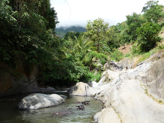 Die Wasserbüffel nutzen das kühle Naß für ihre Mittagspause