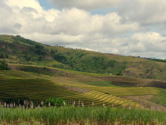 Der Rückweg auf dem Moped führt uns wieder entlang herrlicher Reisterrassen