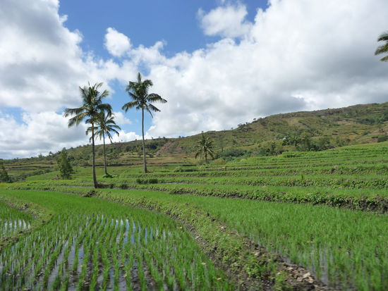 Hier noch mal Reissstecklinge kurz nach der Pflanzung