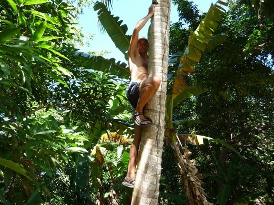 Wer hat die Kokosnuss geklaut???