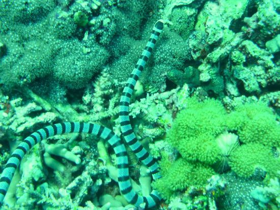 Eine neugierige Seeschlange