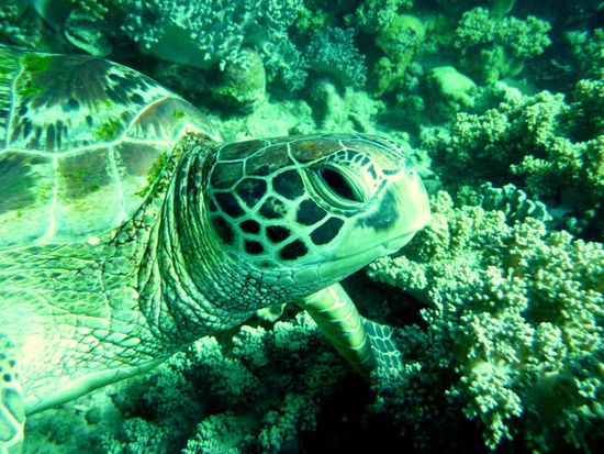 Schildkrötenportrait