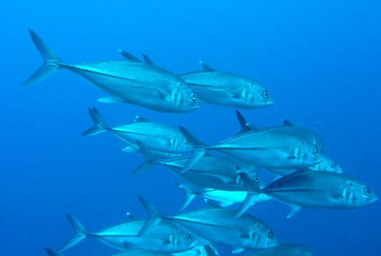 Makrelenschwarm
