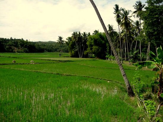 Wir essen jeden Tag mit Begeisterung Reis...