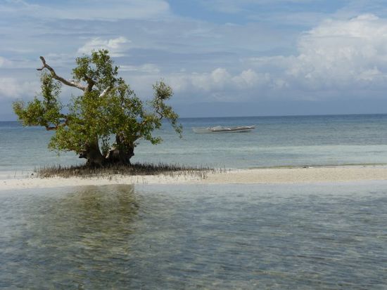 Mangrove auf der Sandbank