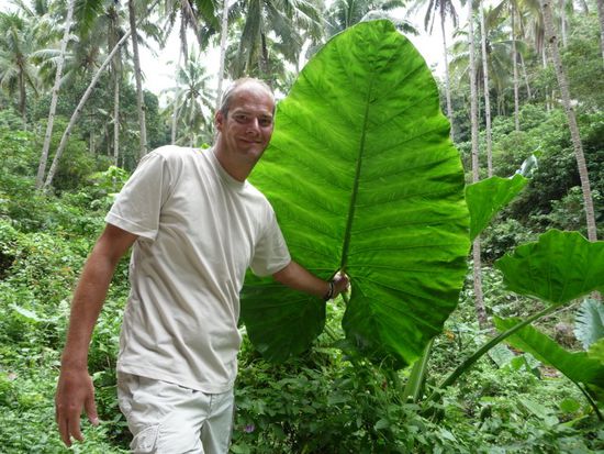 Unter großen Blättern...