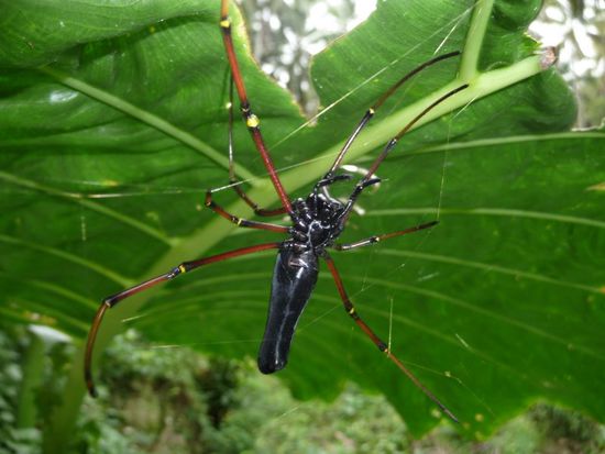 ...wohnen große Spinnen!