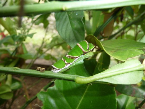 Suchbild - diesmal über Wasser. Ist sie nicht süß, diese Raupe?