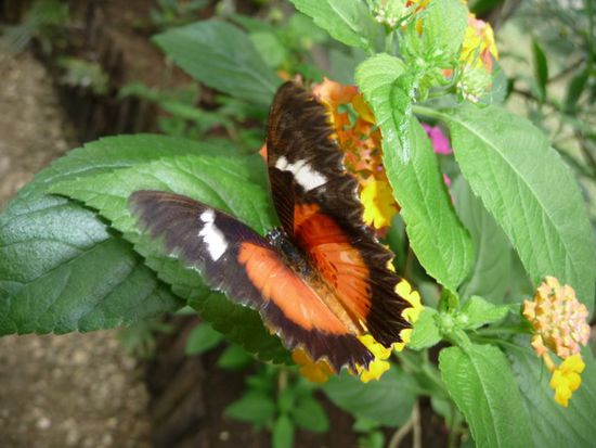 Ein Schmetterlingsweibchen legt ca. 300 Eier in ihrem Leben