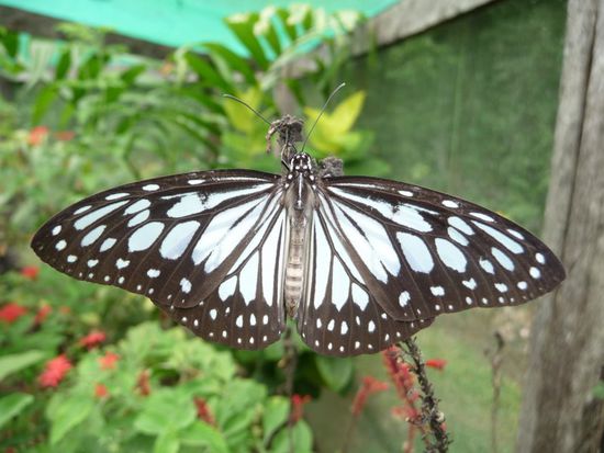 Und noch ein Schmetterling