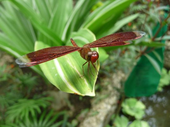 Dragon Fly, die gabs hier auch. Ein sehr guter Mückenvernichter.