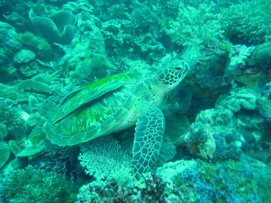 Hier wimmelt es von Schildkroeten!