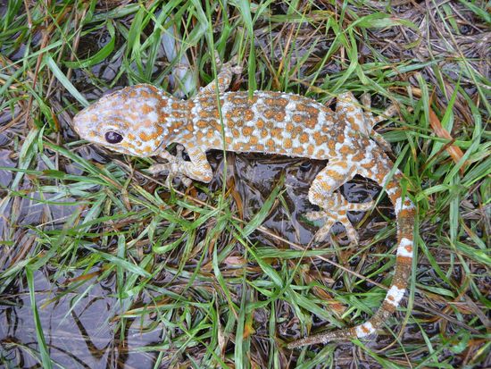 Dieses putzige Kerlchen nimmt wohl auch gerade ein Suesswasserbad