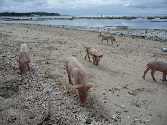 Schwein gehabt! Der Regen lasst so langsam wieder nach und wir sowohl die Vier- als auch die Zweibeiner wagen sicher wieder nach Draussen