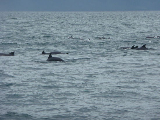 Diese Delphine haben uns wirklich beeindruckt und lange sind sie neben uns her geschwommen - oder besser gesagt unser Boot neben ihnen