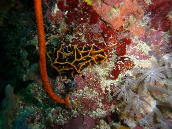 Die Vielfalt an Schnecken und diese Farbenpracht beeindruckt uns sehr. Immer wieder entdecken wir Neues.