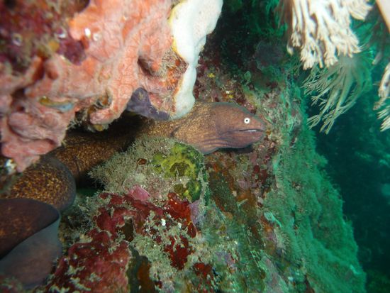 Und diese Muraene schielt uns frech von der Seite an.