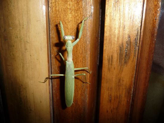 Abends klopft noch diese grosse Heuschrecke an unsere Tuer!