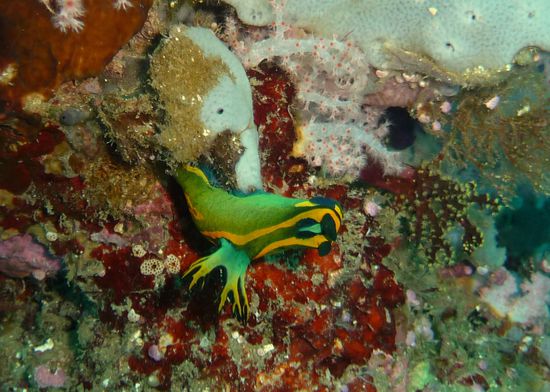 Nacktschnecke, auch Nudibranch genannt