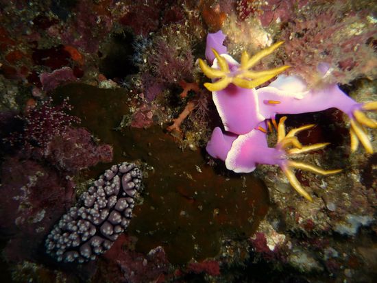 Und wieder leuchten die Schnecken in den tollsten Farben