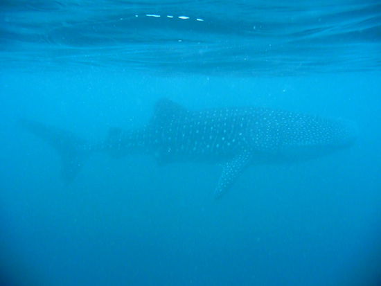 Da ist er, ca. 6 Meter lang