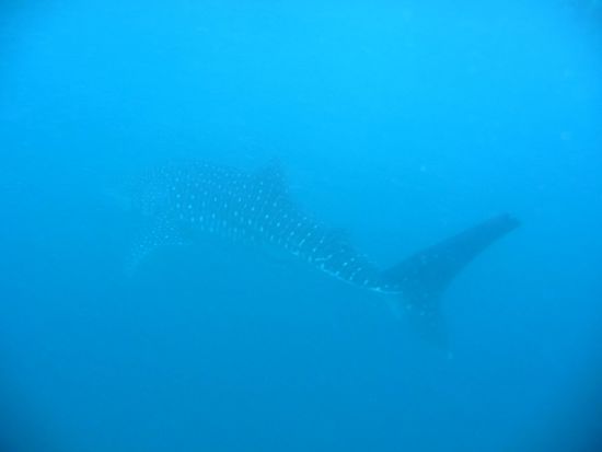 Hier ein Portrait von hinten