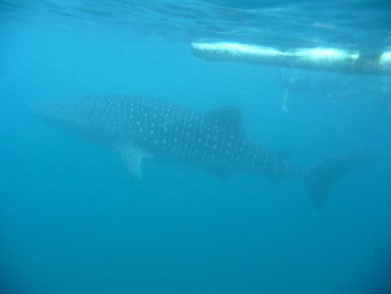 Zum Groessenvergleich hinten ein Schnorchler an der Schwanzflosse