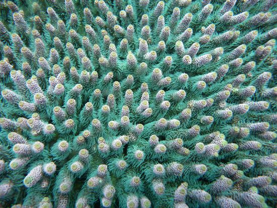 Korallen - sie sind einfach faszinierend