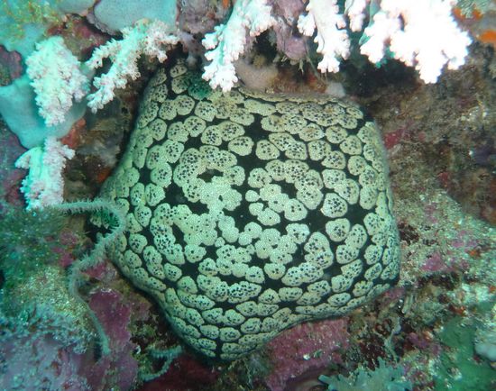 Wir glauben, dass es sich um einen Seestern handelt und reichen das Ergebnis der Recherche nach