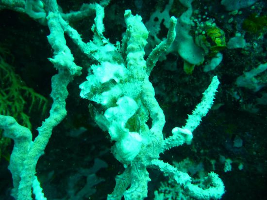 Drachenkopf im Korallengeaest - immer schoen der Umgebungsfarbe angepasst