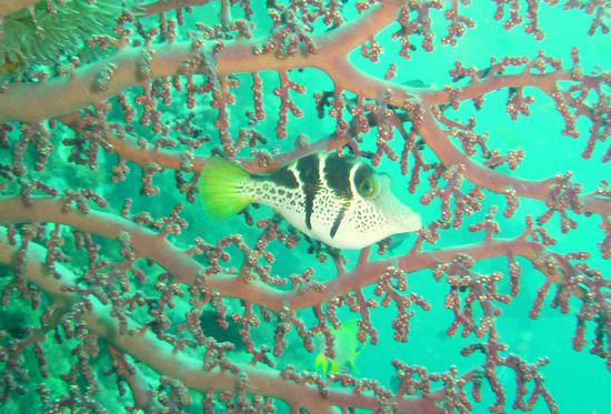 Schoener Wohnen unter Wasser - wenn nicht nur dauernd die bloeden Taucher vorbei kommen wuerden