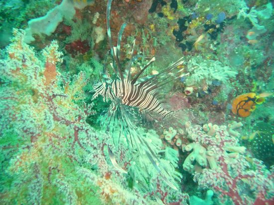 Skorpionfisch an einer Baeumchenkoralle - mit viel Geduld auf Beute wartend