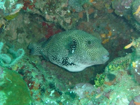 Der Kugelfisch fuehlt sich in seiner Hoehle wohl