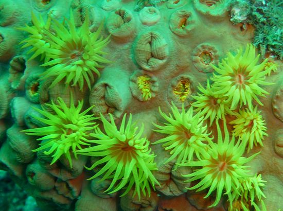 Manche Korallen "bluehen" herrlich