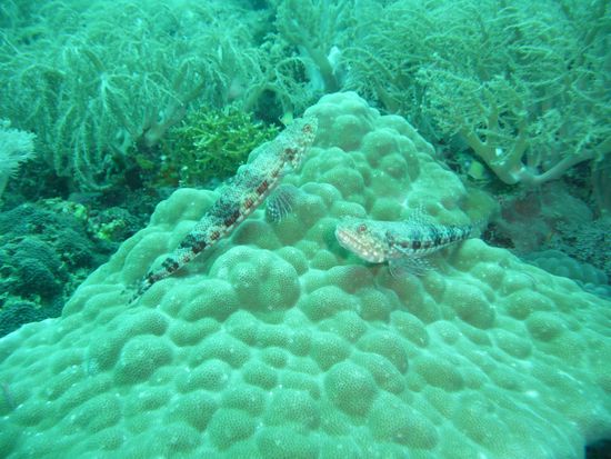 Eidechsenfische sind immer wieder nett anzusehen. Zur Freude des Fotografen bewegen sie sich nicht.