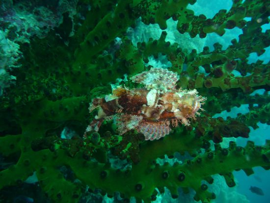 Nochmal ein Drachenkopf. Dieses Exemplar nimmt es mit der Tarnfarbe nicht so ernst
