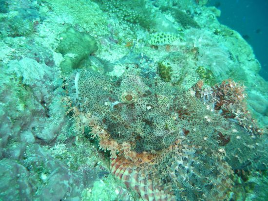 Der hier kann das schon besser