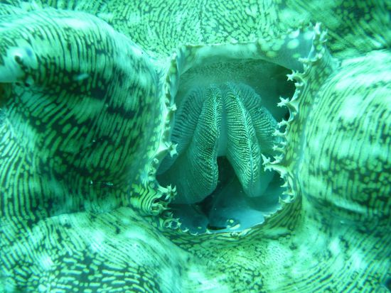 "Magenspiegelung" einer Riesenmuschel