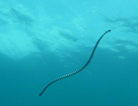 Diese Seekobra will sich in den Korallen einfach nicht fotografieren lassen. Da heisst es geduldig sein, denn irgendwann muss sie zum Atmen nach oben.